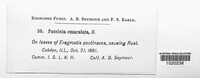 Puccinia emaculata image